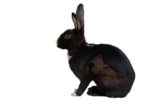 black rabbit isolated on transparent background