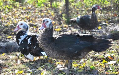 Adult ducks of musk breed (Cairina moschata)
