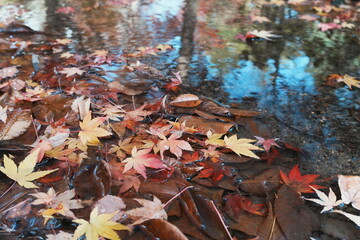 水に沈む落葉したもみじ