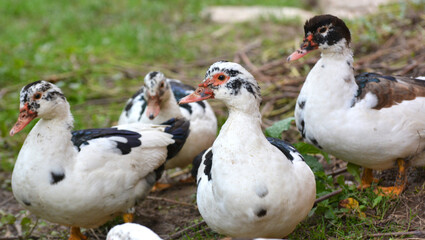 Adult ducks of musk breed (Cairina moschata)