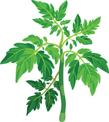 Tomato plant with green leaves  isolated on white background	