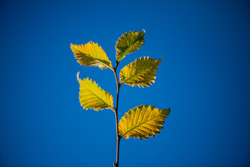 A poetic autumn photograph of a single leaf clinging to a bare branch, symbolizing solitude, change, and the quiet beauty of fall.