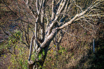 Fototapeta premium A poetic autumn photograph of a single leaf clinging to a bare branch, symbolizing solitude, change, and the quiet beauty of fall.