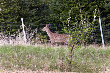 Przedwiośnie, popołudniowe godziny , łanie jelenia europejskiego (Cervus elaphus elaphus) w zmienionym swoim futrze. Myśliwi nazywają to wiosenną zmianą sukni.