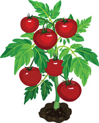 Tomato plant with big ripe red fruits and green leaves isolated on white background	