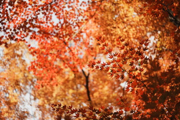 空を埋め尽くす赤く紅葉したもみじ