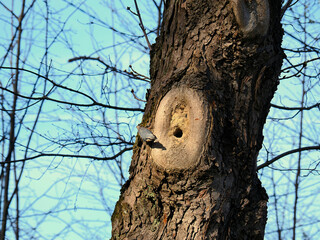 Wiosna, Kowalik zwyczajny (Sitta europaea), zmniejsza otwór wlotowy dziupli w którym wychowa swoje potomstwo. © JDziedzic