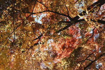 頭上で鮮やかに広がる紅葉の風景