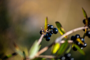 A close-up photograph of black berries on a slender branch with green leaves, captured in natural daylight and soft blurred background.