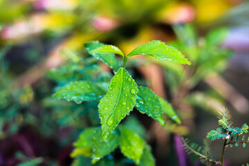 Close-Up of Vibrant Green Leaves Adorned with Sparkling Water Droplets
