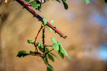 A sharp close-up photograph of a thorny plant stem with green leaves, captured against a bright blue sky, emphasizing natural contrast and texture.