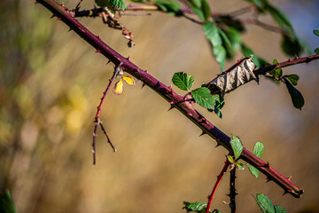 A sharp close-up photograph of a thorny plant stem with green leaves, captured against a bright blue sky, emphasizing natural contrast and texture.