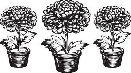 Elegant chrysanthemum flowers in pots, a beautiful floral display for greeting cards or invitations