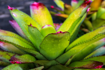 Bromeliad vibrant colors and unique texture green leaves highlighted with pink tips
