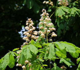 Chestnut (Aesculus hippocastanum, bitter chestnut) blooms in nature in spring