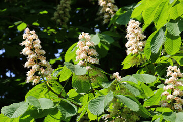 Chestnut (Aesculus hippocastanum, bitter chestnut) blooms in nature in spring