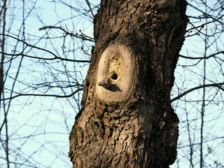 Wiosna, Kowalik zwyczajny (Sitta europaea), zmniejsza otwór wlotowy dziupli w którym wychowa swoje potomstwo. © JDziedzic