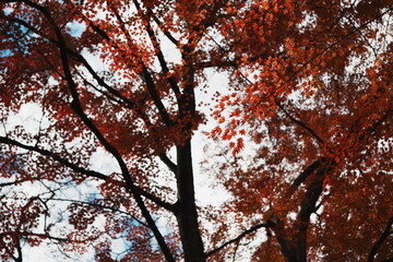 秋空と高い木を背景にした紅葉したもみじ