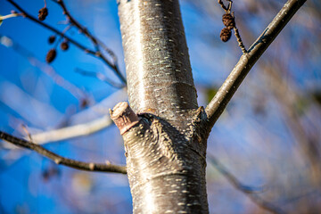 A vibrant close-up photograph of a golden larch branch with small cones, beautifully illuminated by sunlight against a clear blue sky.