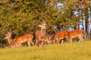 deer whit doe