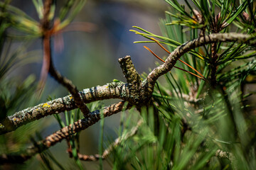 A detailed close-up photograph of a pine branch with green needles and a small cone, captured in natural daylight with a soft background blur.