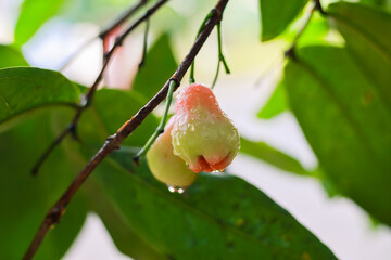 Fresh java apples hang from a tree branch glistening with raindrops in a garden