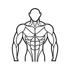 Muscle Diagram Outline Line Art Vector Drawing