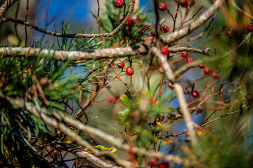 A detailed macro photograph of a single red berry hanging on a thin twig, with a soft blurred background highlighting its natural color and texture.