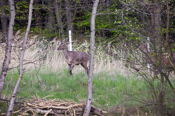 Wczesną wiosną, w godzinach popołudniowych, jeleń szlachetny (Cervus elaphus elaphus) poluje w nowej sierści. Myśliwi nazywają to wiosenną zmianą sierści. © JDziedzic