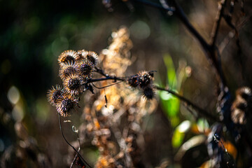 A minimalistic nature photograph of dried thistle flowers silhouetted against a clear blue sky, illuminated by soft natural sunlight.