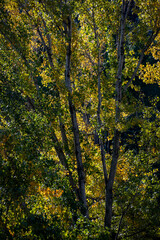 árbol frondoso con hojas de tonos otoñales, amarillos y naranjas destacando sobre un cielo azul