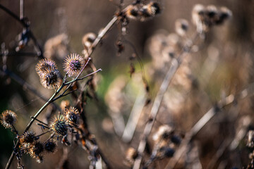 A minimalistic nature photograph of dried thistle flowers silhouetted against a clear blue sky, illuminated by soft natural sunlight.