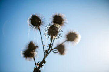 Fototapeta premium A minimalistic nature photograph of dried thistle flowers silhouetted against a clear blue sky, illuminated by soft natural sunlight.
