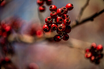 A detailed macro photograph of several red berries hanging from a thin twig, enhanced by a soft blurred background that highlights their natural color and delicate texture.