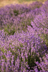 Lavender field in provence. Field of lavender. Floral background. Purple color