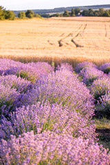 Obraz premium Lavender field in provence. Field of lavender. Floral background. Purple color