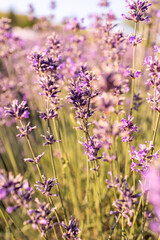 Lavender field provence France. Field of lavender. Floral background. Purple color