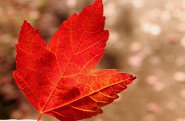 Maple leaf. Beautiful fall, colourful fall. Fall season. Autumn.Rainy. Reflection. Serene. Scenic View. 