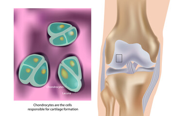 Chondrocytes Structure and Knee Cartilage Illustration. Articular Cartilage Cells. Chondrocyte Lacunae and Knee Joint Cross Section Visualization