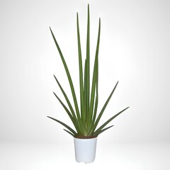 green grass in a vase