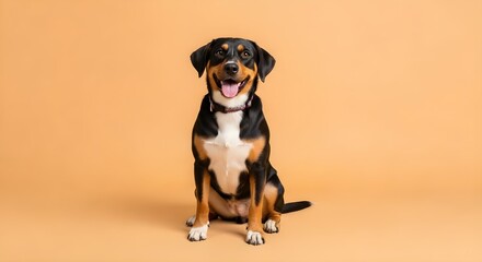 A tri colored dog sitting and looking forward with its tongue out on a plain orange background