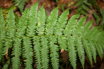 This close-up shot features a large, vibrant green fern frond, with its feathery texture and symmetrically arranged leaflets, filling most of the frame. © Олег Струс