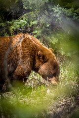 Brown black bear foraging in forest