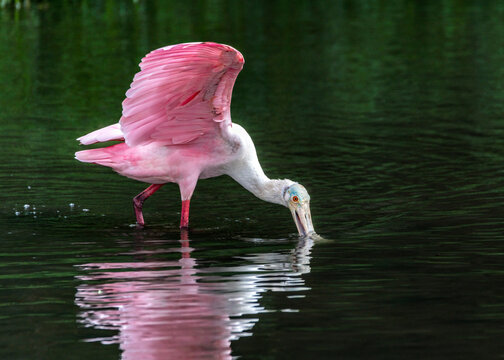 Spoonbill looking for a meal or a drink. Who knows. - Powered by Adobe