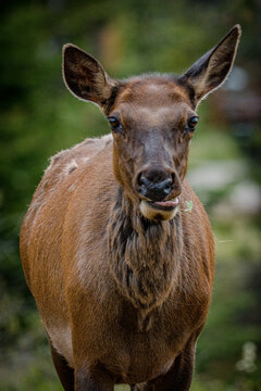 Close-up portrait of a female elk
