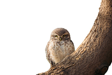 owl pearl spotted on white background PNG