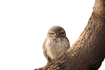 owl pearl spotted on white background PNG