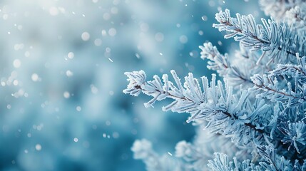 Close up of frosted pine needles with a soft blue bokeh background and falling snow effect design