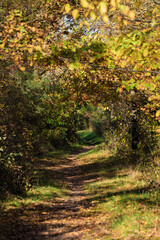 Quiet trail with golden leaves and sunlight filtering through trees