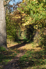 Quiet trail with golden leaves and sunlight filtering through trees